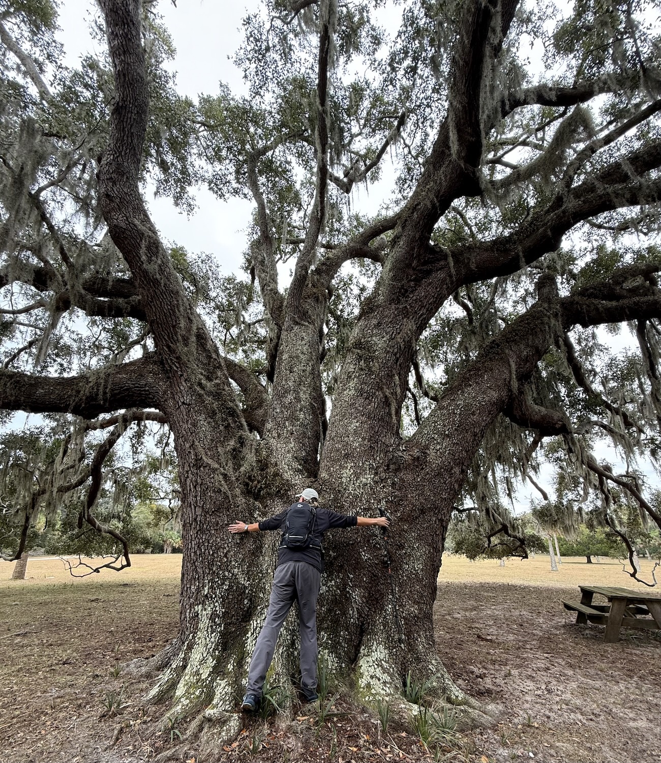 A huge live oak tree that is very tall and at least 10 feet in diameter, probably wider, with a 6ft 4in man for scale. It's an overcast day at Cumberland Island, GA