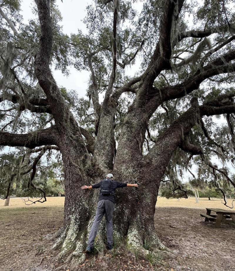 A huge live oak tree that is very tall and at least 10 feet in diameter, probably wider, with a 6ft 4in man for scale. It's an overcast day at Cumberland Island, GA